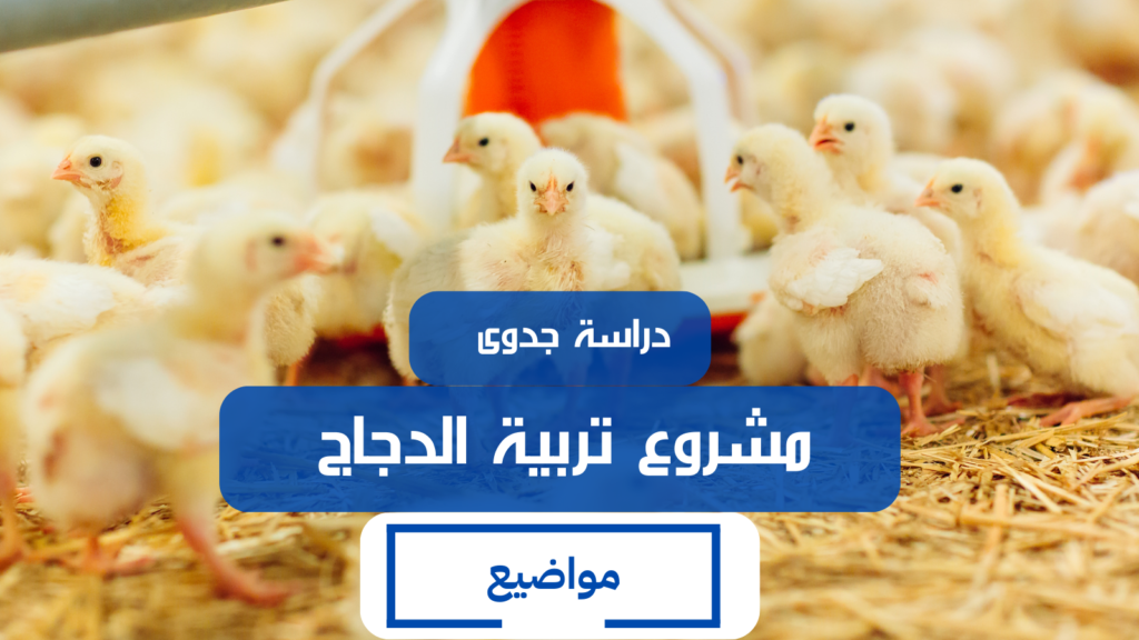 صورة توضح حظيرة لتربية الدجاج مزودة بالتجهيزات اللازمة من أقفاص وأدوات توزيع الماء والأعلاف دراسة جدوى مشروع تربية الدجاج